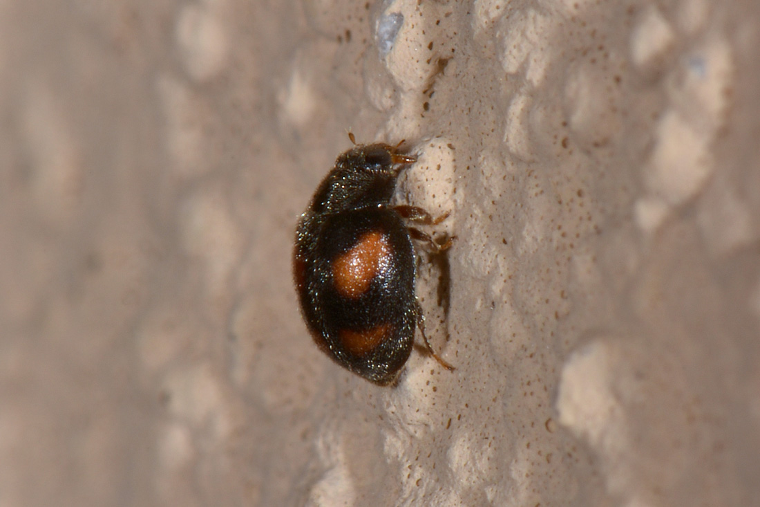 Coccinellidae:  Nephus quadrimaculatus